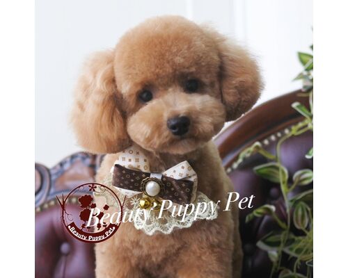 プードル トリミング