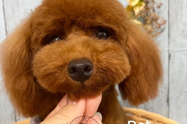 127135514_3616447908400966_2962991025627310179_o